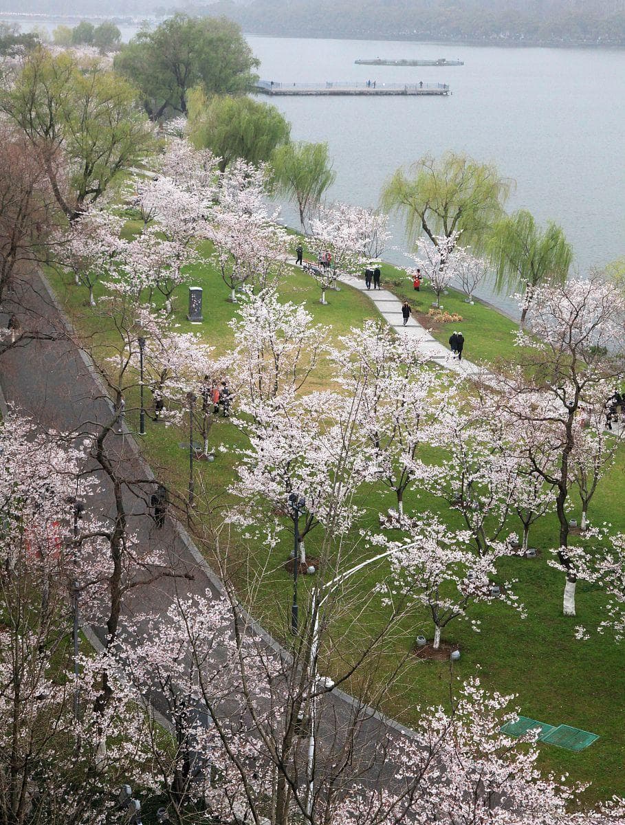 江苏淮安的樱花园，不只有樱花