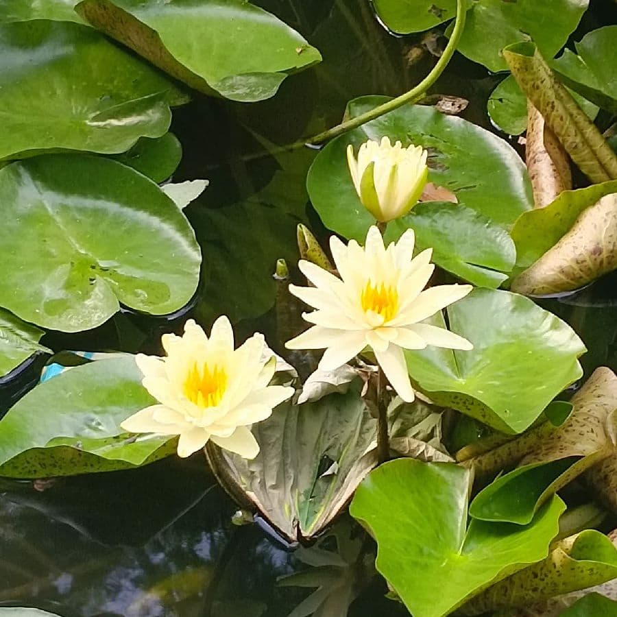 袁成亮诗说漳州卤面