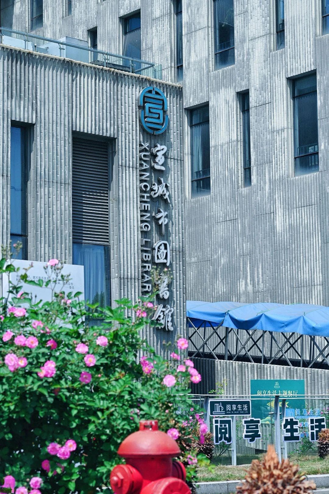 春日限定！宣城四大蔷薇花观赏点全攻略：图书馆、校园、街道任你选