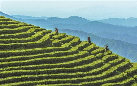 揭阳炒茶：绿茶茶汤橙红明亮，足火重炒香飘百年