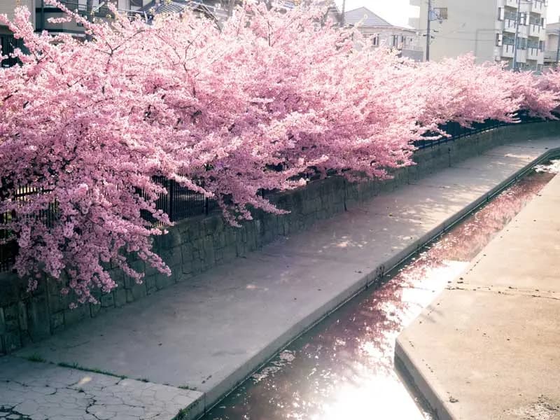 日本关西早春2-3月赏花必访景点10选！樱花季前就能拍照拍到手软