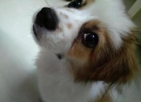 狗狗眼部疾病防治与护理指南