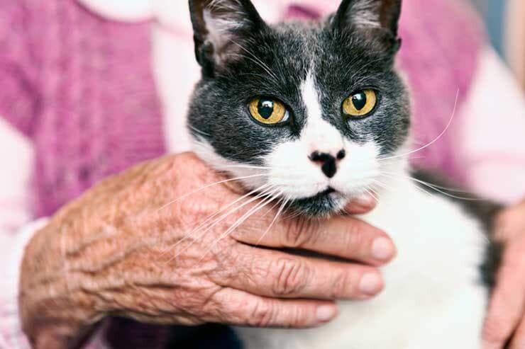 猫的平均寿命有多长？哪些品种的寿命最长，哪些最短？吉尼斯纪录是什么？