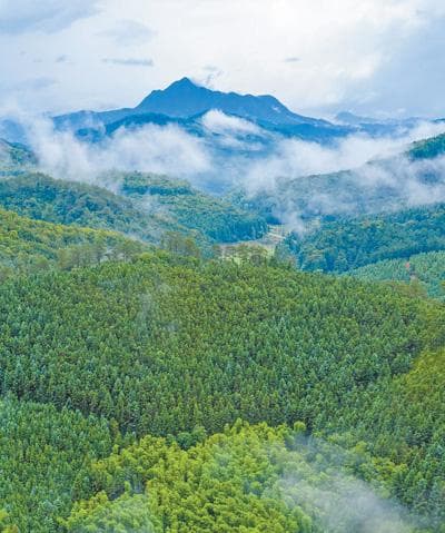 他们选育的良种长成3000万亩山林（美丽中国·林场有故事①）