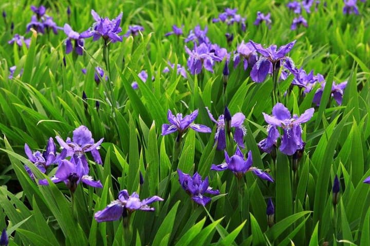 不同颜色鸢尾花的花语(黑黄紫蓝)