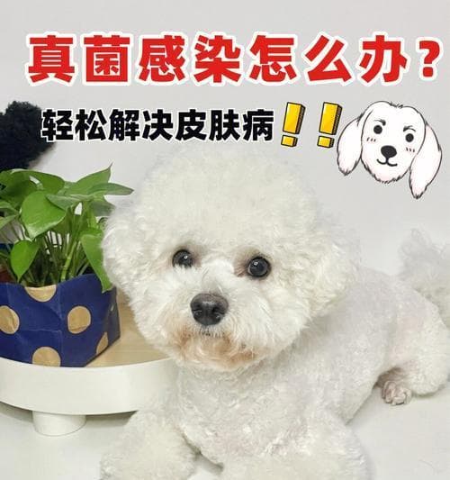 狗狗饲养照顾全攻略：从喂养到训练，一次性学会全方位照顾你的宠物狗