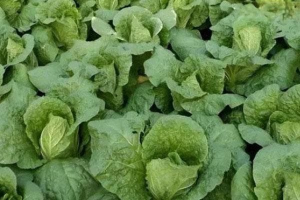 冬季娃娃菜种植时间和方法