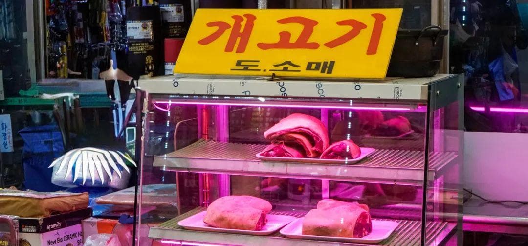 韩国全面禁食狗肉：从传统到革新的文化变迁