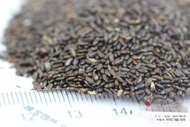 薰衣草种植全攻略：从光照到土壤，详解种植条件与地理要求