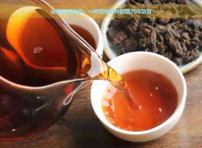 云南古树白茶：一种独特茶叶的魅力与功效