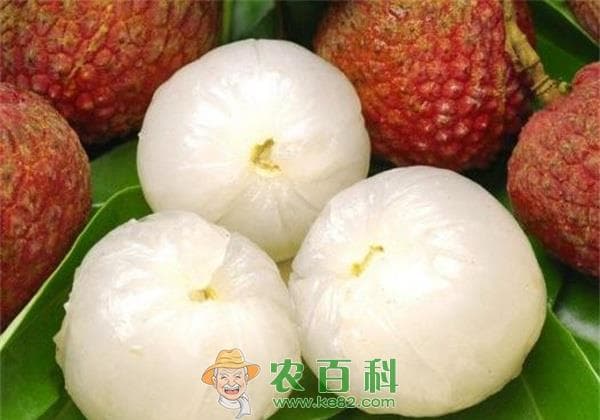 荔枝生长对环境条件的要求