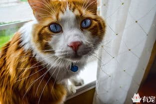 新猫到家，先隔离观察，逐步融合。