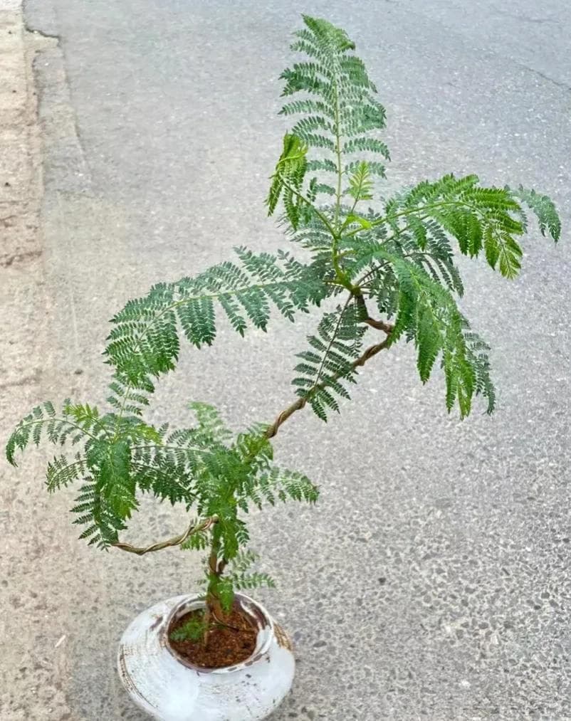 茶花品种有哪些（最常见的茶花种类介绍）