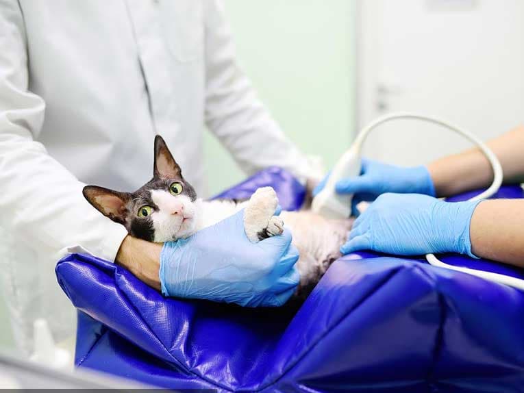 猫的超声检查