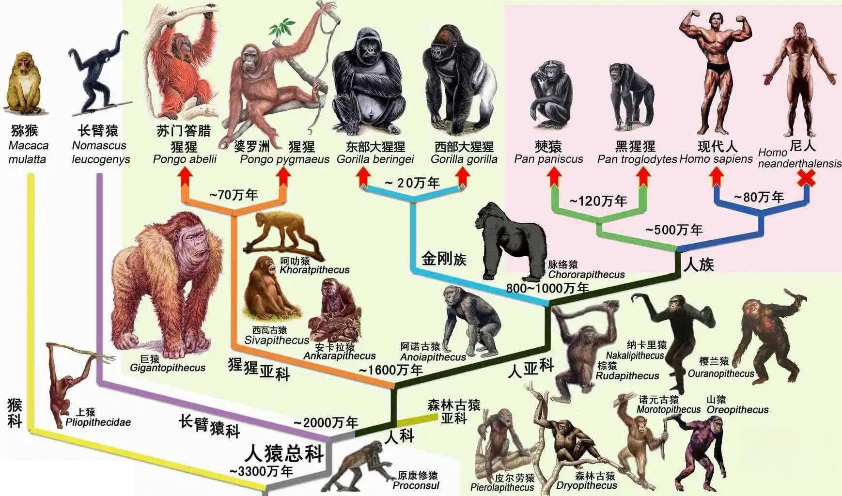 为什么现代猴子不会进化成人类？