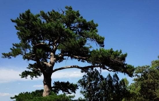 松树盆景养护全攻略：从土壤到浇水的全方位指南
