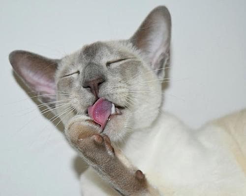 猫咪为什么喜欢舔人？（探究猫咪舔人行为的原因和意义）