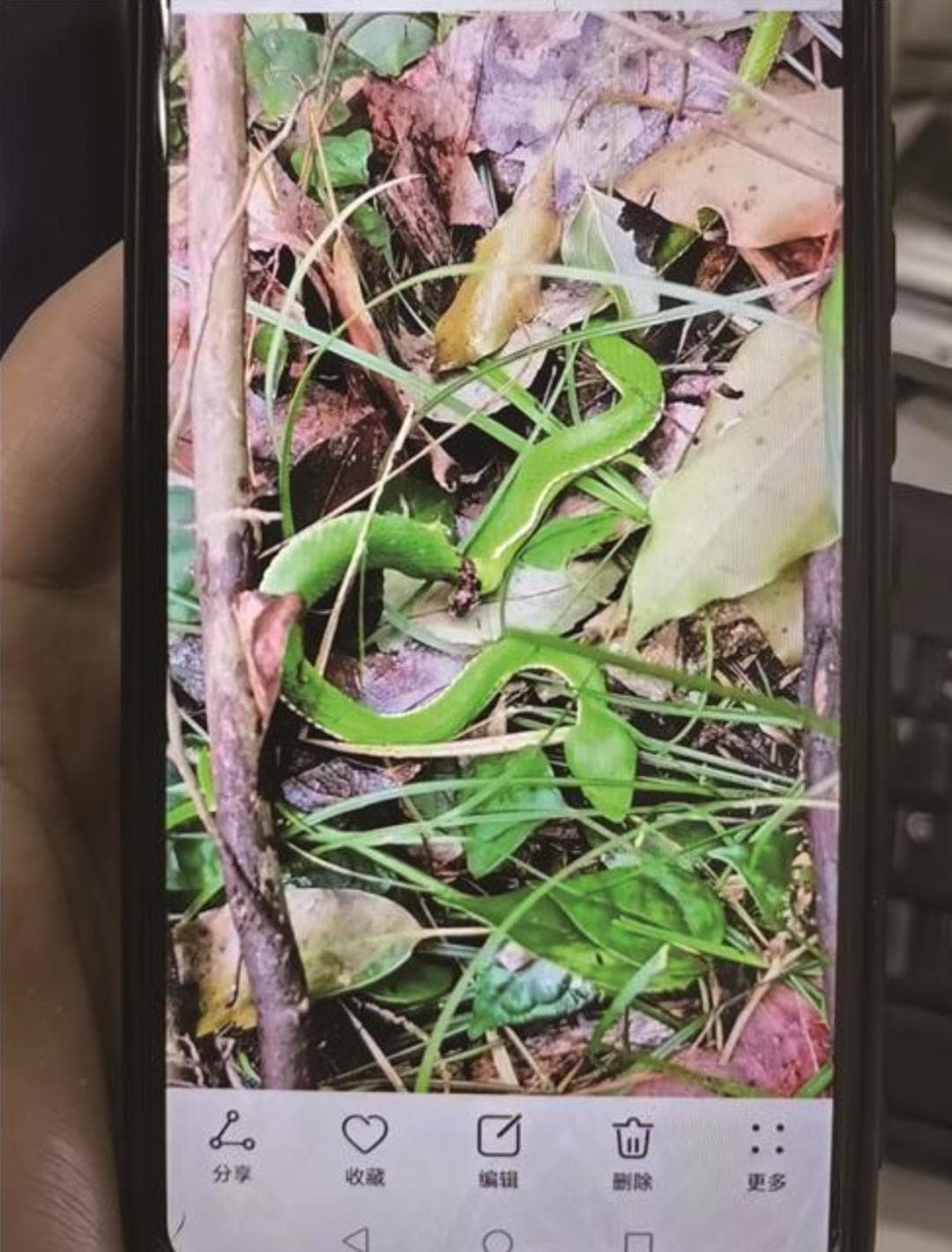 被蛇咬伤后的正确处理方式