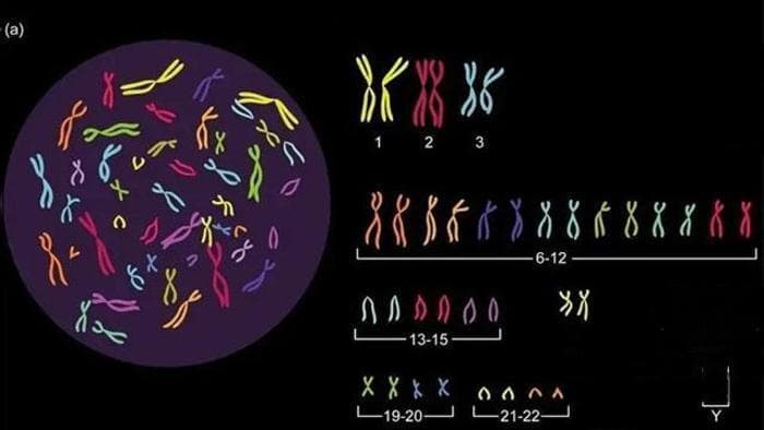 检查出染色体异常还能要孩子吗？染色体异常能做试管婴儿吗？
