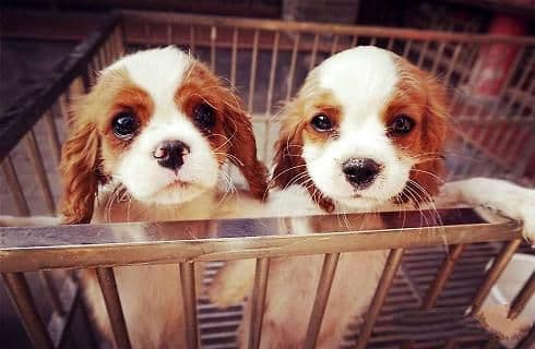 幼犬什么时候可以打疫苗？