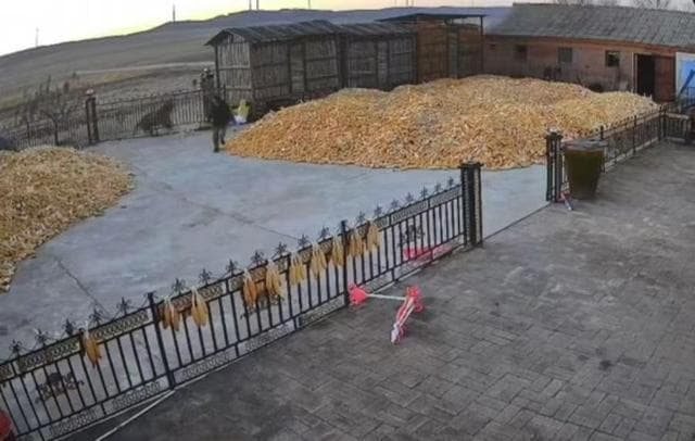 黑龙江一老虎咬伤村民，当地回应：非必要不击毙，除非正伤人