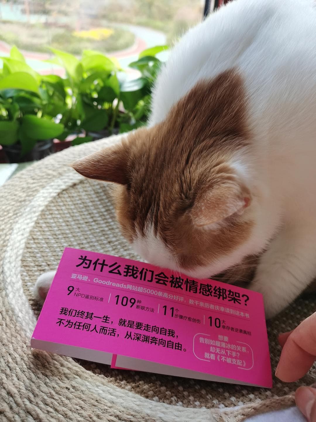 情感受虐，自恋者的伤害