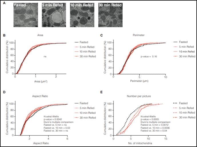 Science：食物感知可在短短几分促使哺乳动物的肝脏线粒体发生适应性变化