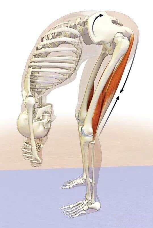 紧绷的腘绳肌，藏着你腰痛的秘密