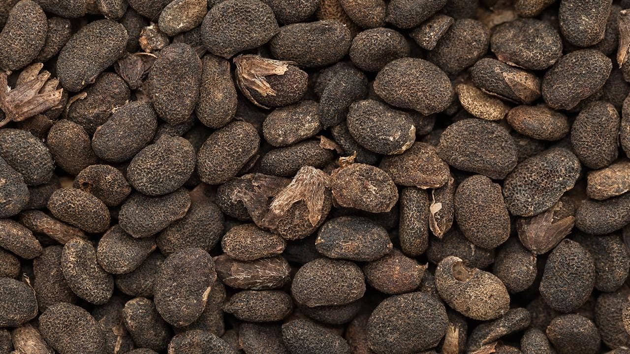 木通是什么中药 中药材木通的鉴别