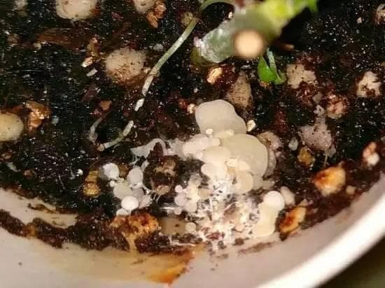 神奇的生根水，怎么使用才能让花卉长根、甚至起死回生？