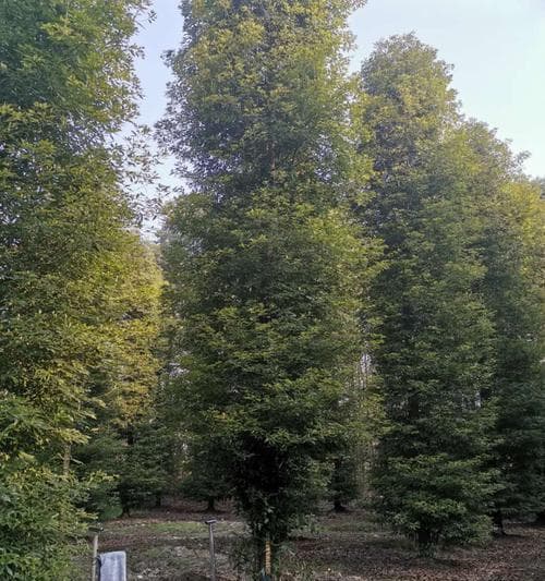 金丝楠木北方种植指南（适合在哪里种植？如何科学种植？如何养护？）