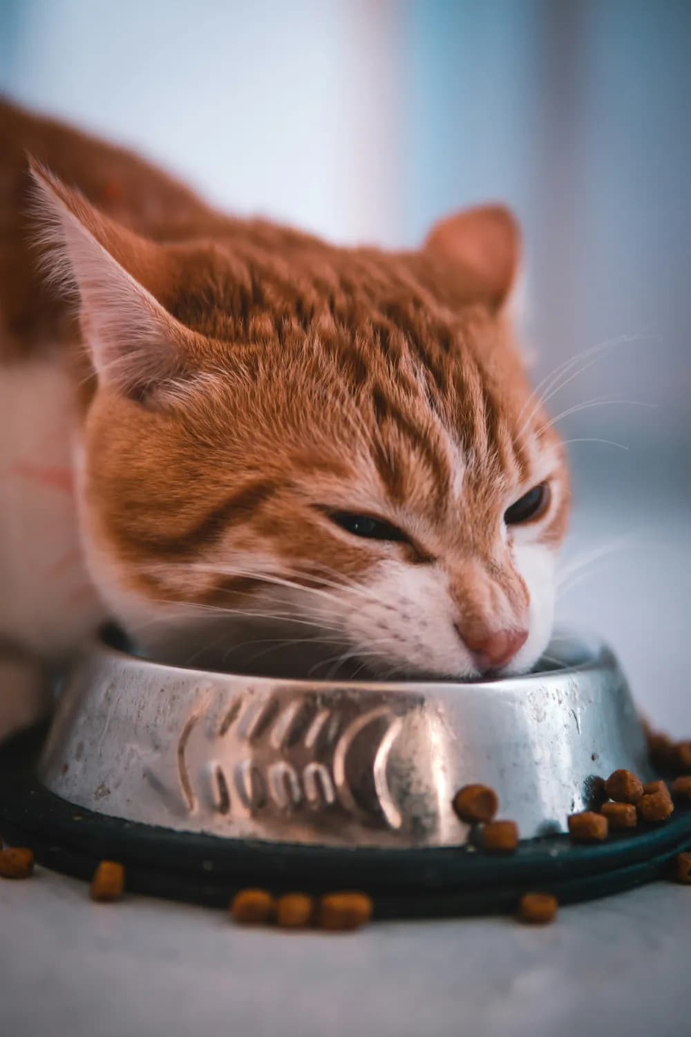 猫咪食欲不振？这些原因和解决方案请收好！