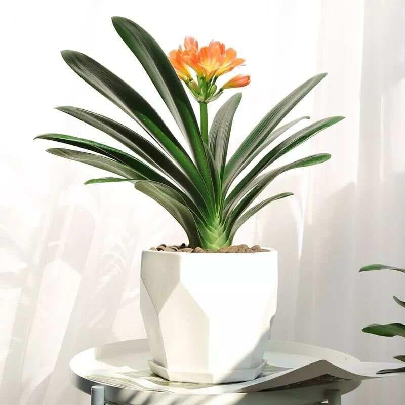 100种常见开花植物的养护要点与花期，快来看看有没有你喜欢的！