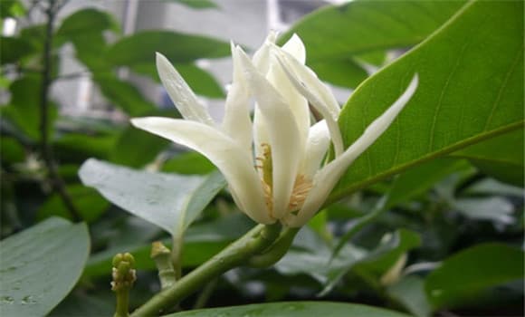 白兰花的栽培方法与技术要点
