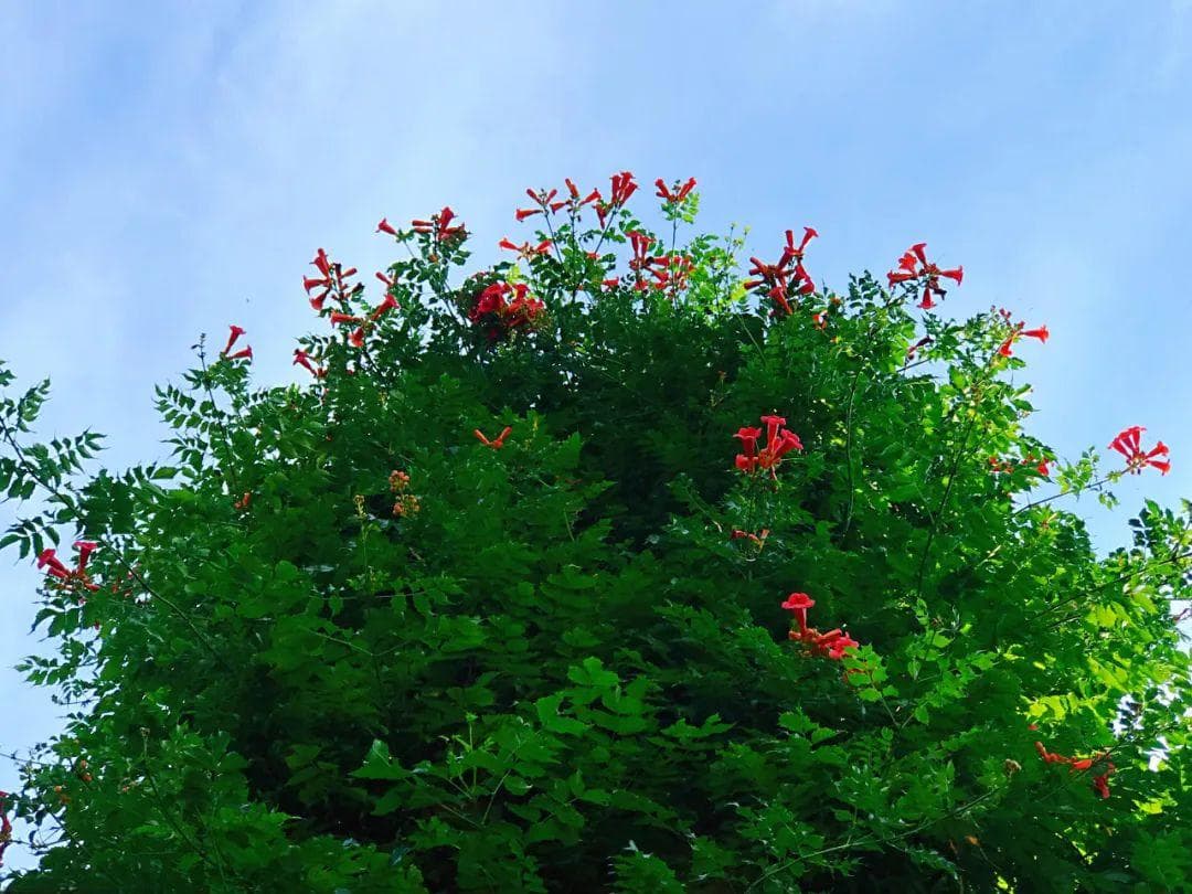 凌霄：古韵之花与现代科学的交融