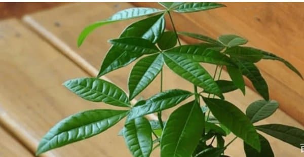 植株是什么意思？一文详解植株的构成、生长与管理