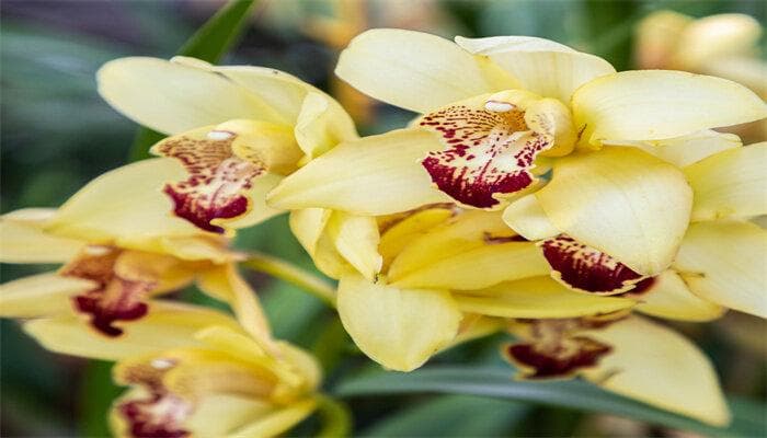 大叶蕙兰花怎么养护管理