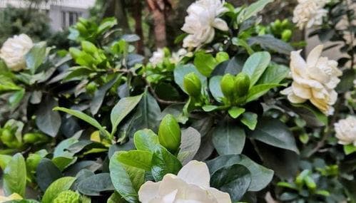 栀子花怎么养才能更旺盛开花,打造繁花似锦的美丽家园