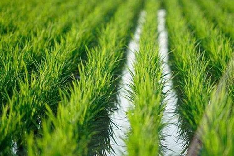 水稻苗期管理技术：从播种到幼苗形成的关键环节