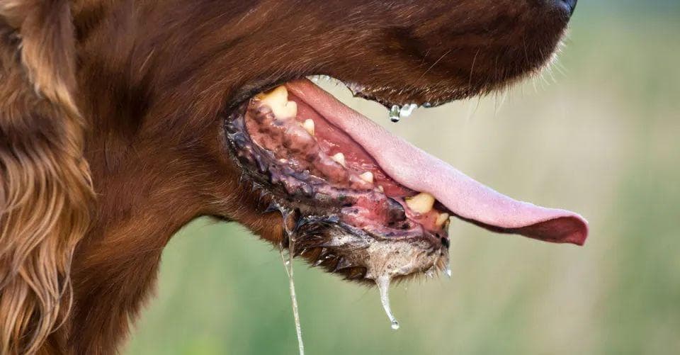 男子狂犬病发作3天死亡，几年前被狗咬过，狂犬病潜伏期有多长？