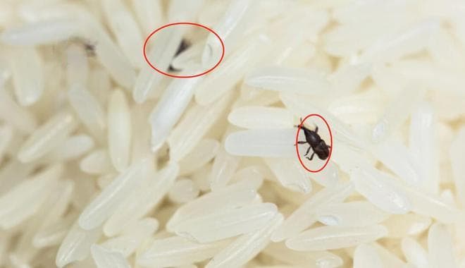 存米会生虫？教你2个存米妙招，确保大米不长虫！