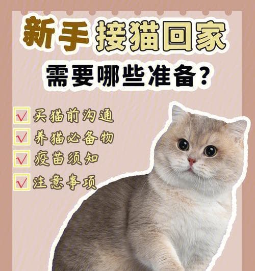 新手养猫必备宠物用品清单（为您的爱猫做好准备，让生活更舒适）