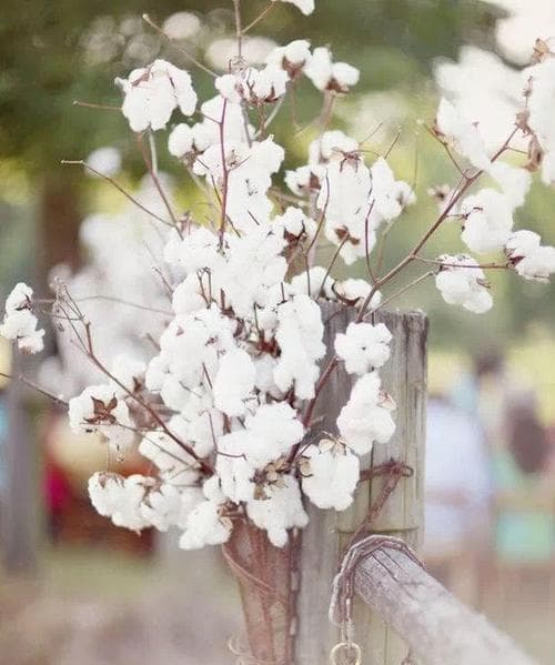 木棉花语：富足、繁荣与美好未来的象征