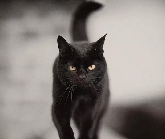 梦见黑猫是什么意思