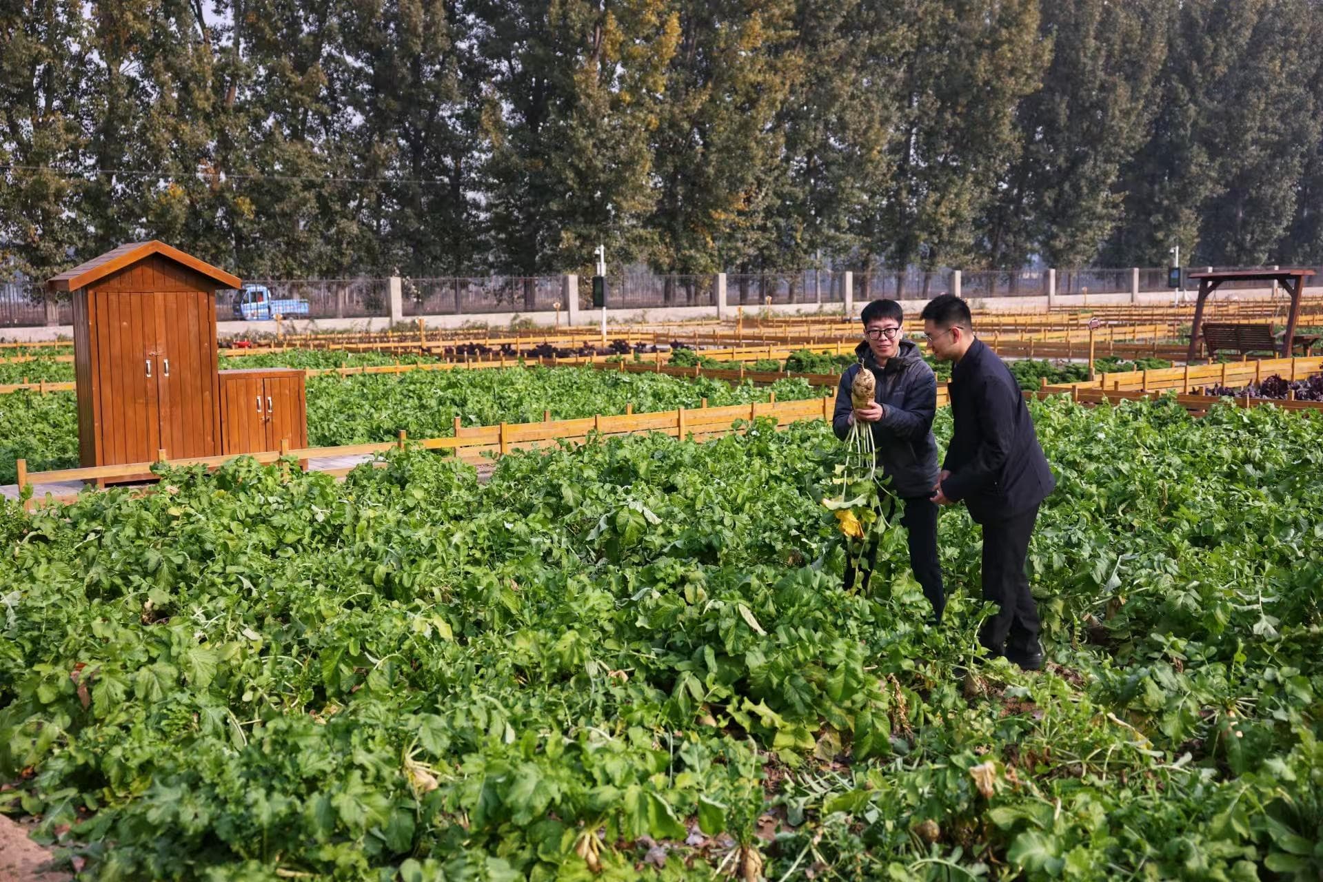 北京首批“百千工程”示范村什么样？大兴李家场村已“千变万化”