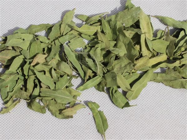 罗布麻叶的功效