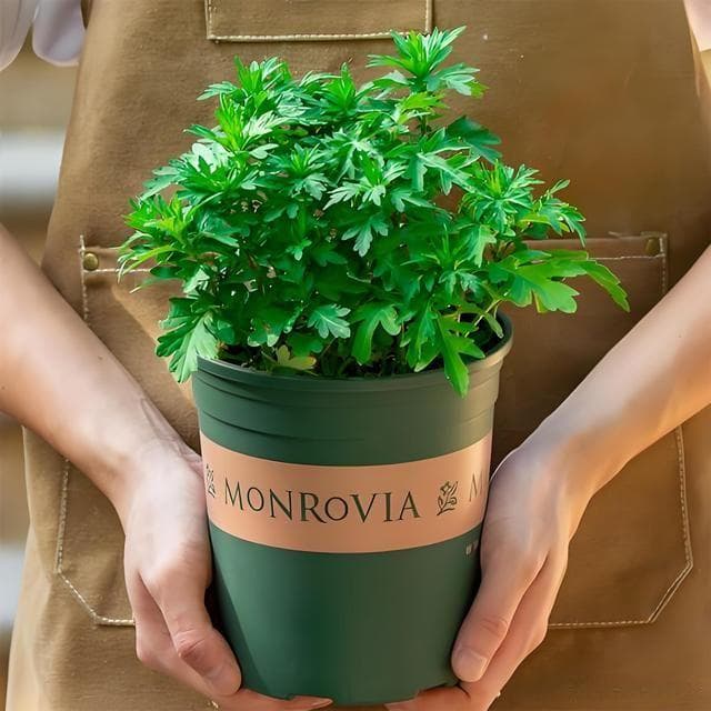 盆栽艾草的种植方法与多元化应用