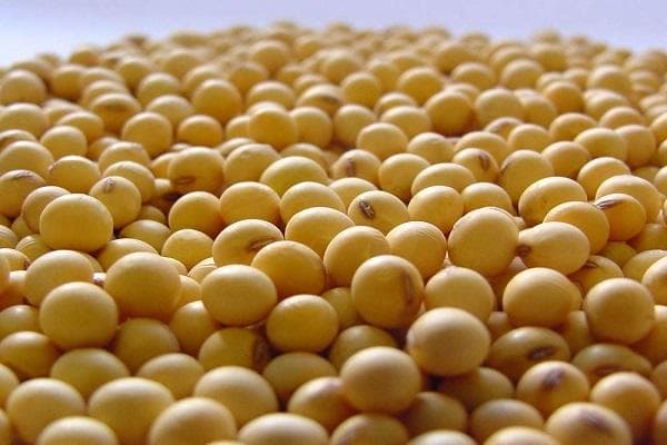 如何了解期货大豆的交易价格？这些交易价格的变化趋势如何？