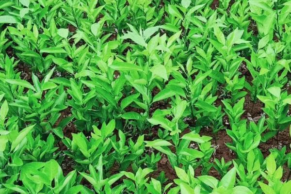 果树苗栽种技巧：从选地到养护的全方位指南