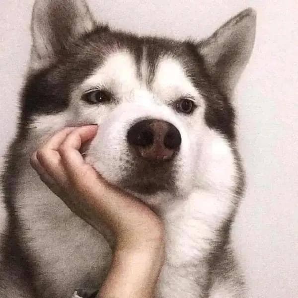 狗狗甲减怎么办？症状识别与治疗方案详解
